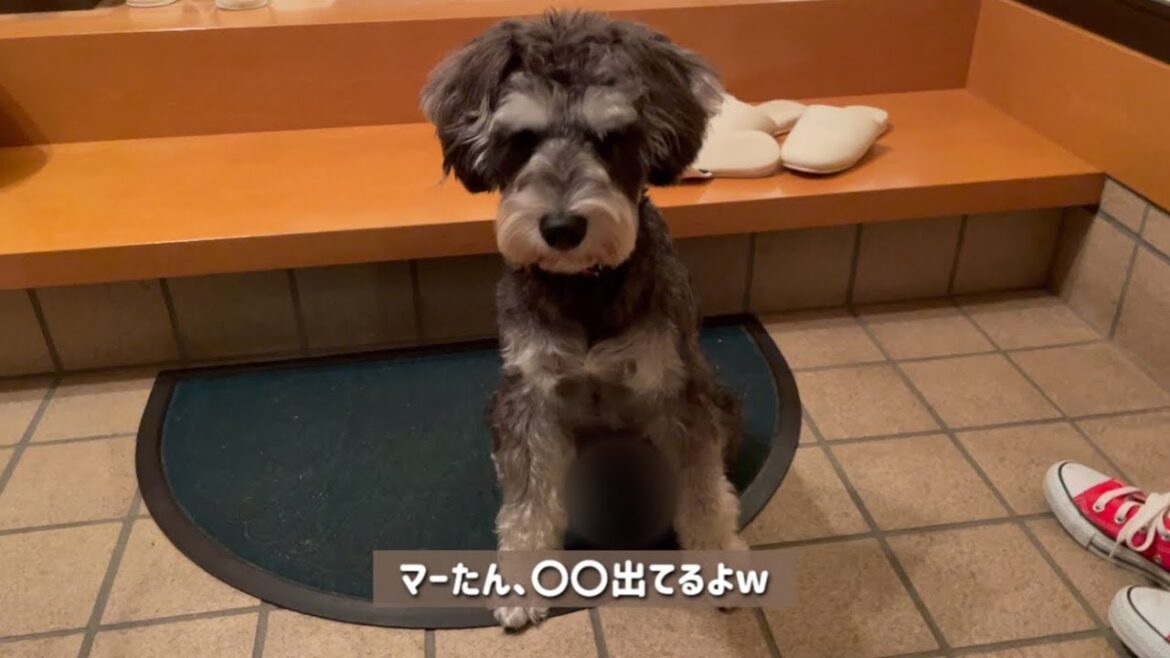 お盆休みダイジェスト版〜見送る姿が愛らしいミニチュアシュナウザー〜