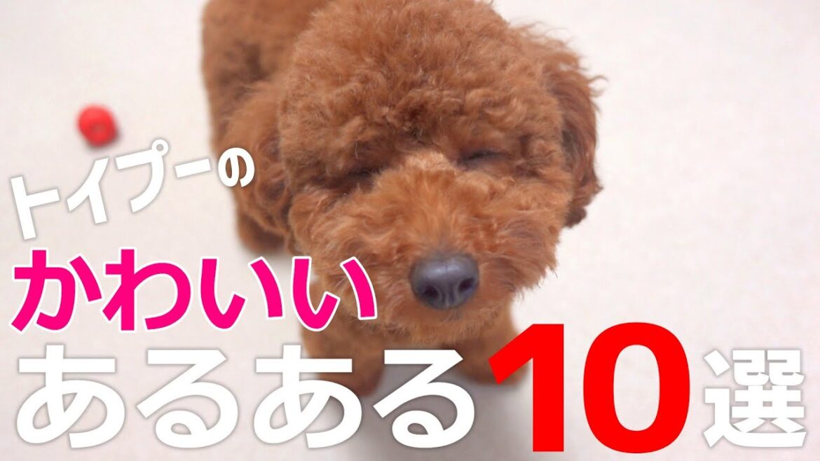 【かわいい10選】一緒に暮らしたから分かるトイプードルあるあるベスト10