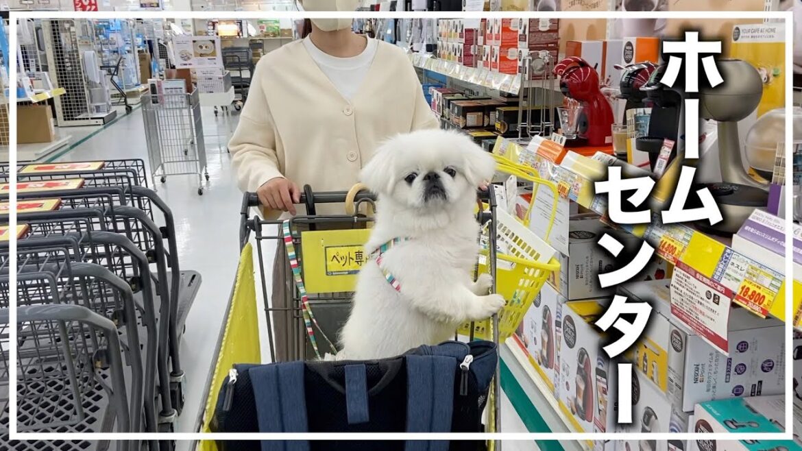 【ペキニーズ】ゆるVlog/初めて犬とホームセンター行ったら楽しかった【シーズー】