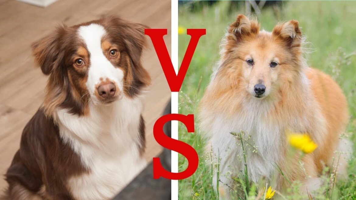 【犬の比較】シェルティVS オーストラリアンシェパード｜客観的なデータ（AKC）をもとに徹底検証｜超難問クイズあり