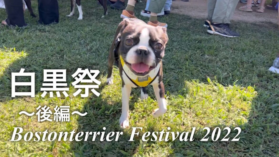 【後編】白黒祭2022ボストンテリアフェスティバル行ってきた♪ 【後編】白黒祭2022ボストンテリアフェスティバル行ってきた♪