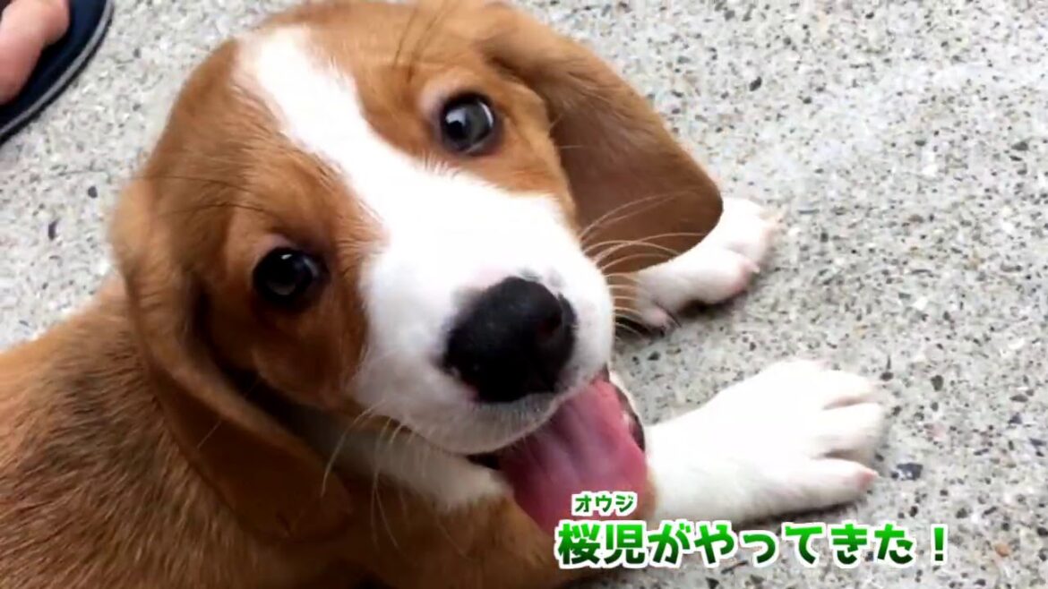 【珍しい犬】バセットハウンド×コーギーのハーフ犬！桜児(おうじ)君が家族になった日