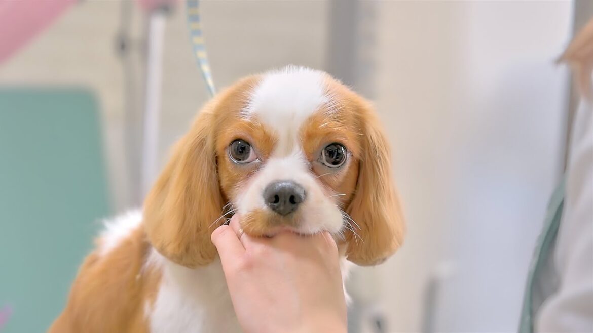 子犬に戻った気分♪（キャバリアキングチャールズスパニエル トリミング）