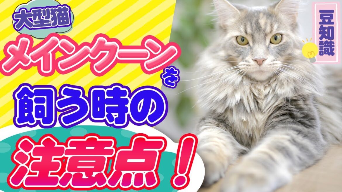 [豆知識]長毛が美しい！巨大な猫"メインクーン"の飼育の仕方を詳しく説明します！