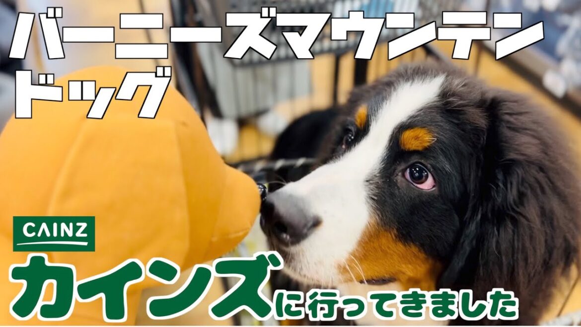 バーニーズマウンテンドッグの子犬とカインズへ行ってきました！