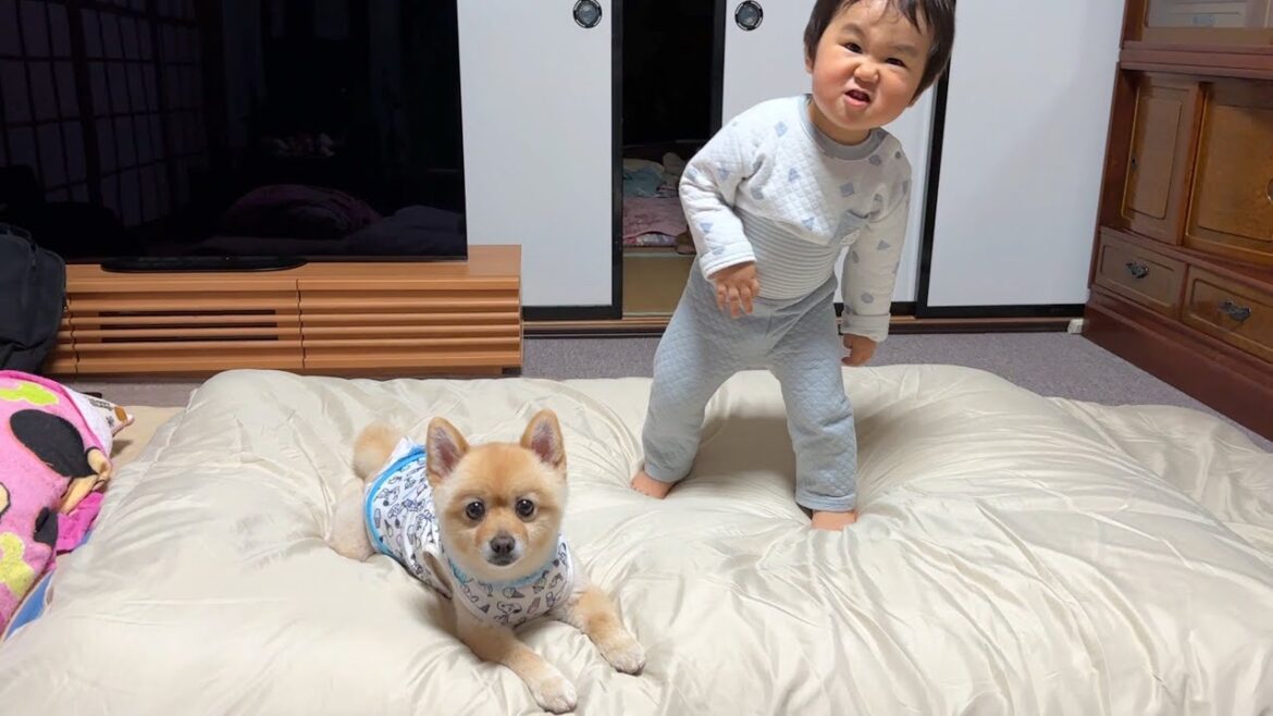 【帰省vlog】人間の赤ちゃんを弟のようにお世話する愛犬が可愛い…笑