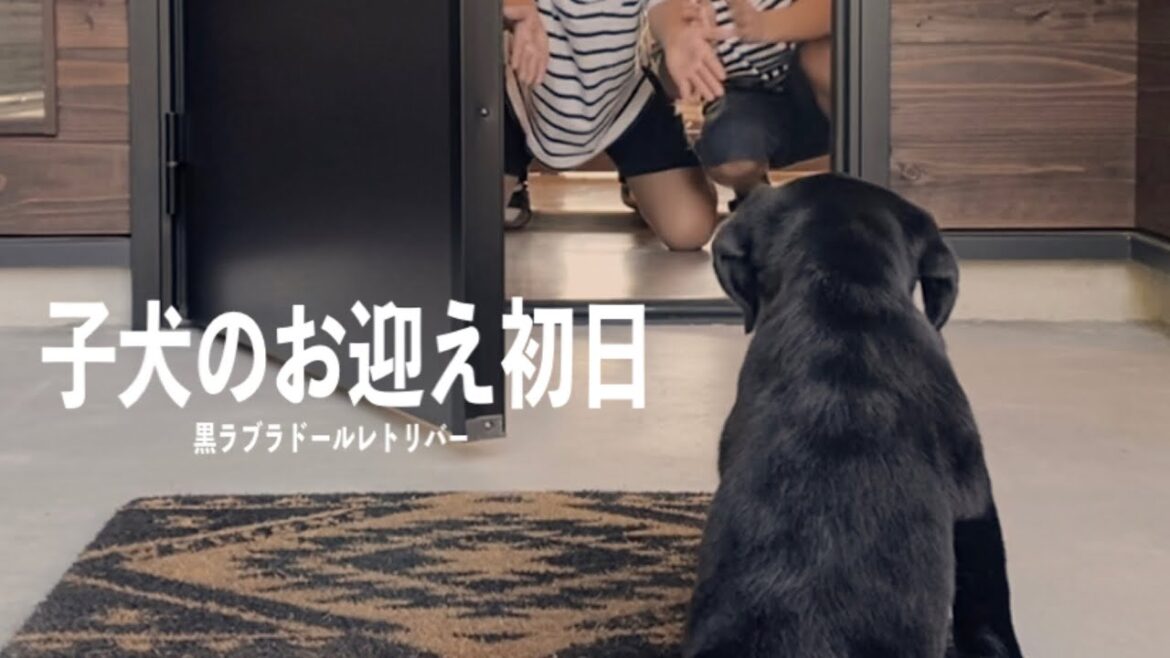 【子犬お迎え初日】黒ラブお迎えしたら可愛いすぎた！記念すべき１日に密着！？［ラブラドールレトリバー］