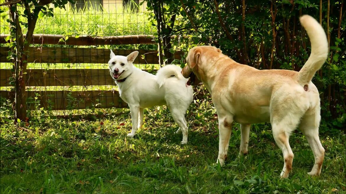 ドッグラン A feel Garden (4K)！