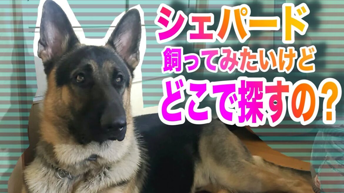 シェパードを飼ってみたいけどどうやって探せばイイのか？
