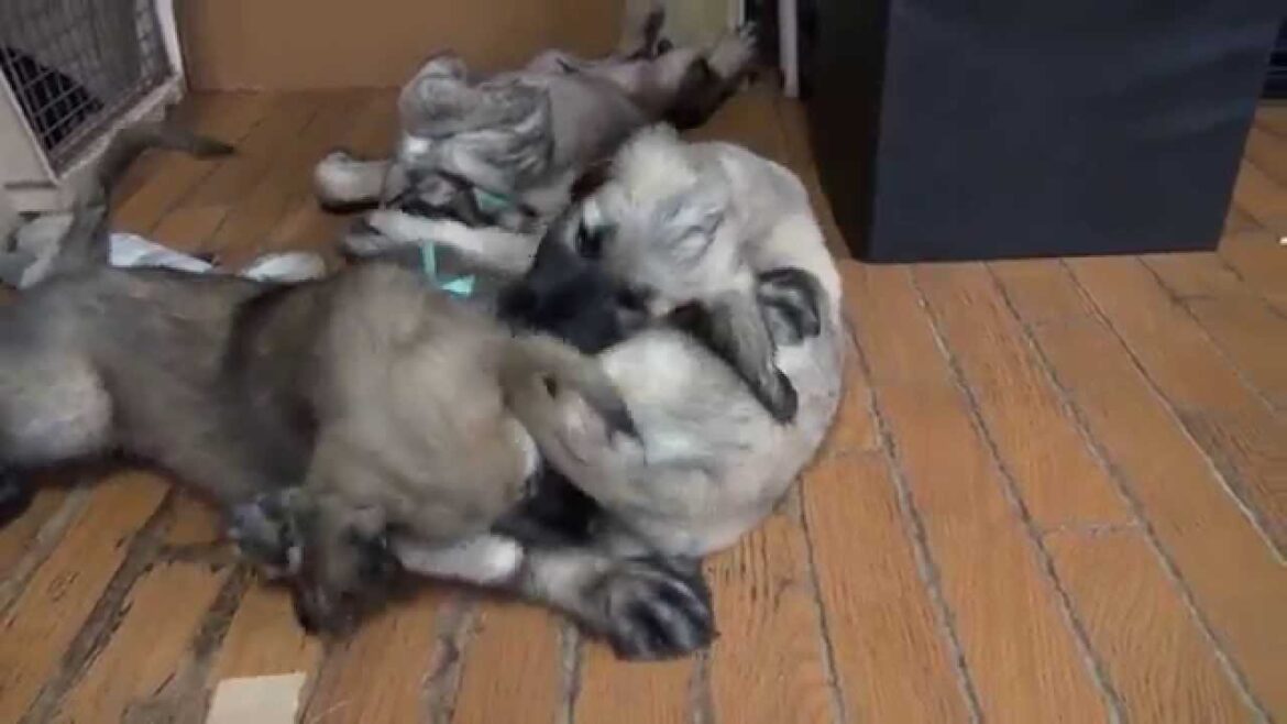 両親チャンピオン！アフガンハウンドの子犬たち