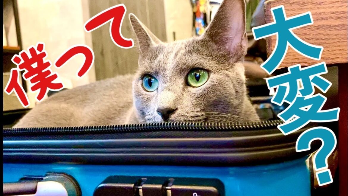 猫を飼う心構え~向いていない人とは【ロシアンブルー】