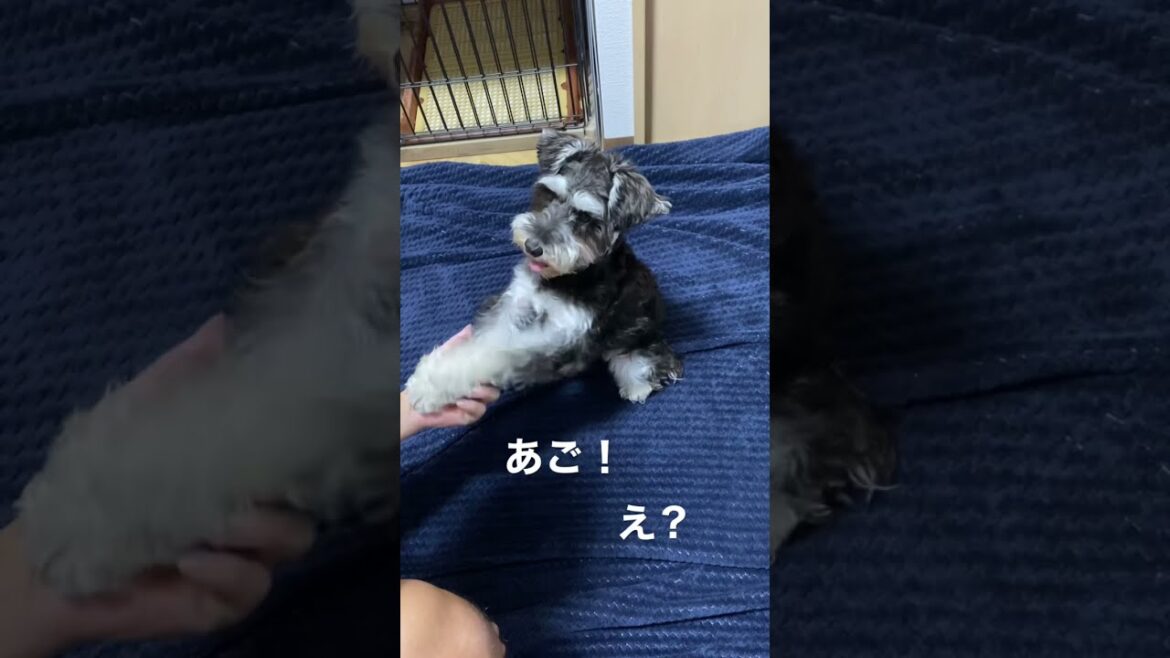 S 釣り遊びを前に大興奮の犬　/ミニチュアシュナウザー/犬との日常/遊び【ミニシュナのべる】#shorts