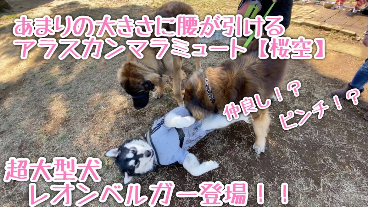デカっ！！レオンベルガーに尻尾を巻いて逃げるアラスカンマラミュート【桜空】