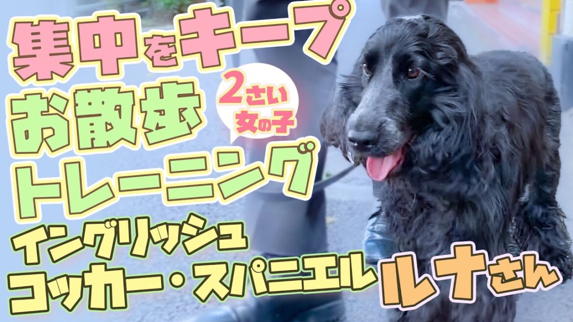 【イングリッシュコッカースパニエル】お外のお散歩が大好きな「ルナさん」テンションが高くても集中してお散歩できるようにする方法をプロが解説！【お散歩好きなワンちゃん】