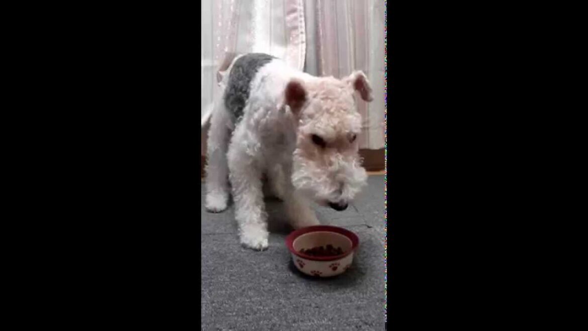 Wire Hair Fox Terrier ワイヤーフォックステリア☆ご飯大好き！