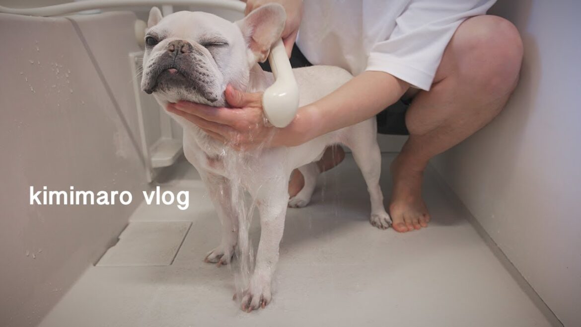 【vlog】フレンチブルドッグこたつをお風呂で綺麗にする【賢い犬は壁に手をつく？の実験も】