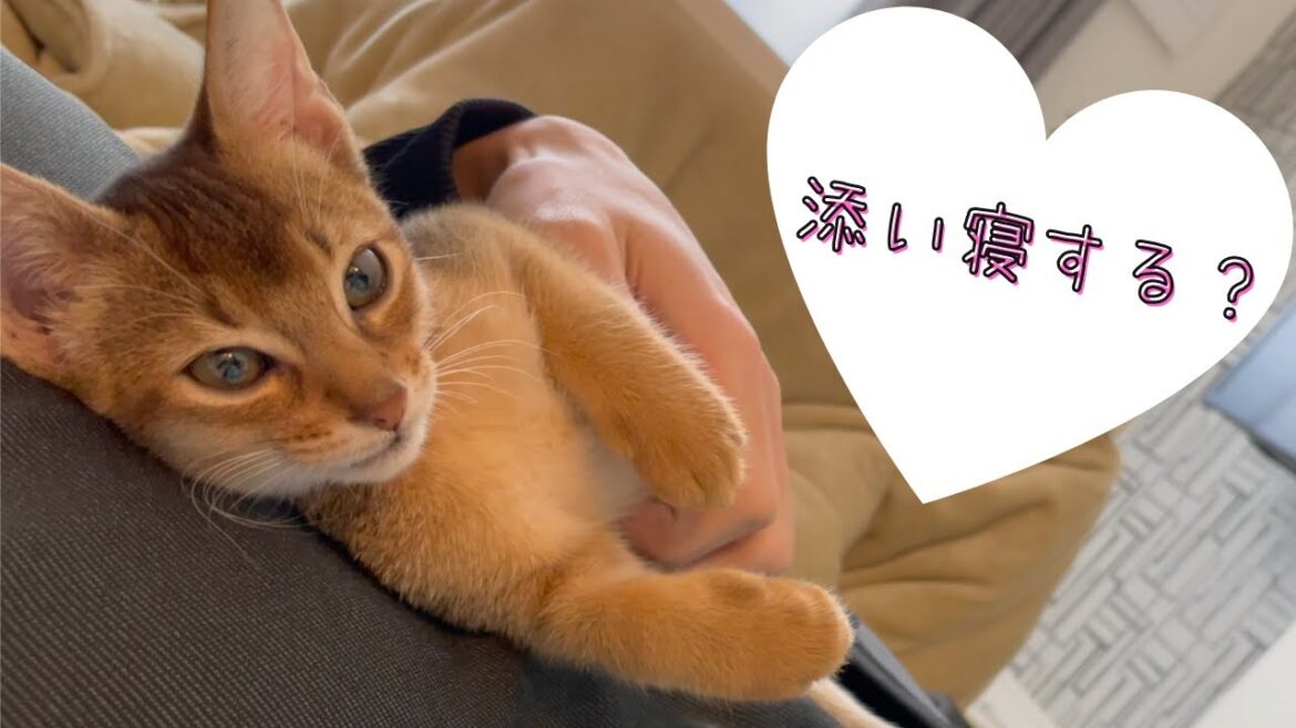 子猫と添い寝したいときに見る動画 | アビシニアンの子猫アビー 子猫と添い寝したいときに見る動画 | アビシニアンの子猫アビー