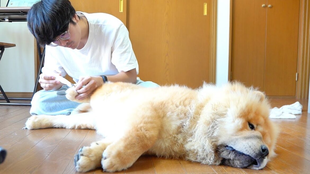 お手入れ中テディベアのごとくおとなしすぎるチャウチャウ犬がかわいい