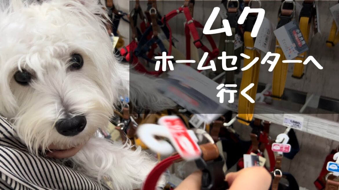 ホームセンターへ買い物に行く犬/ウエストハイランドホワイトテリアのムク