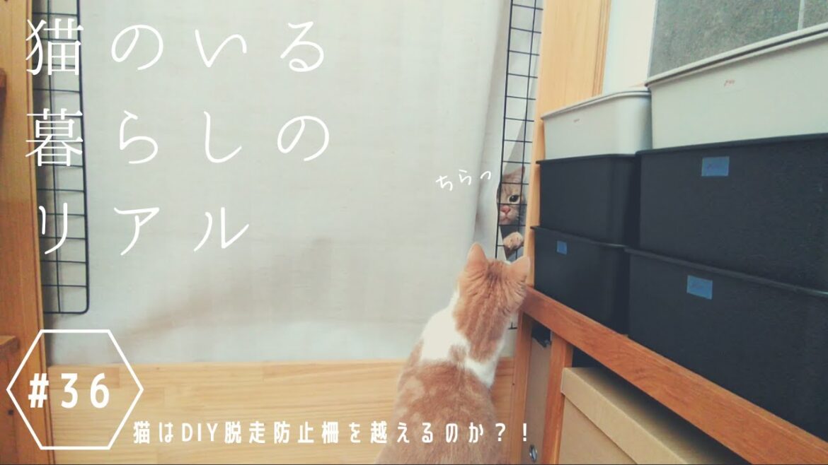 #36 猫はDIY脱走防止柵を越えるのか ？！