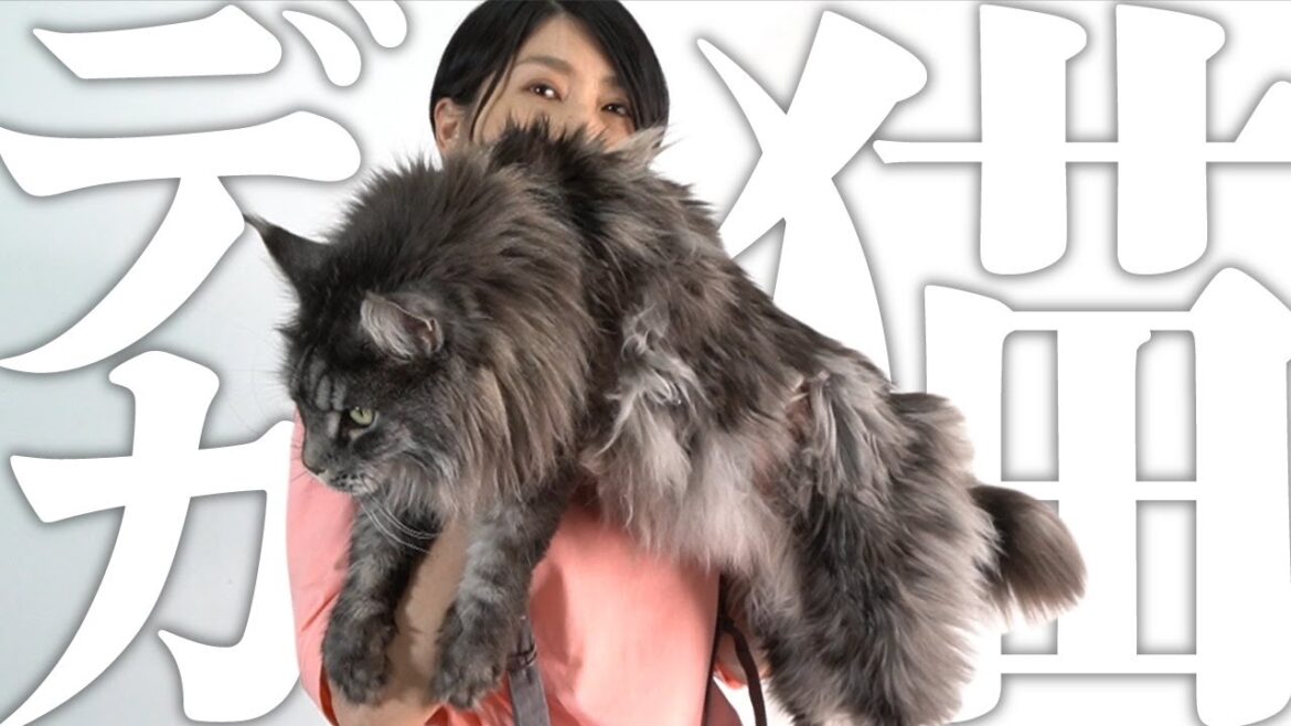 ツナギの新色、販売開始！ 家猫最大種、メインクーンと一緒にご紹介いたします。