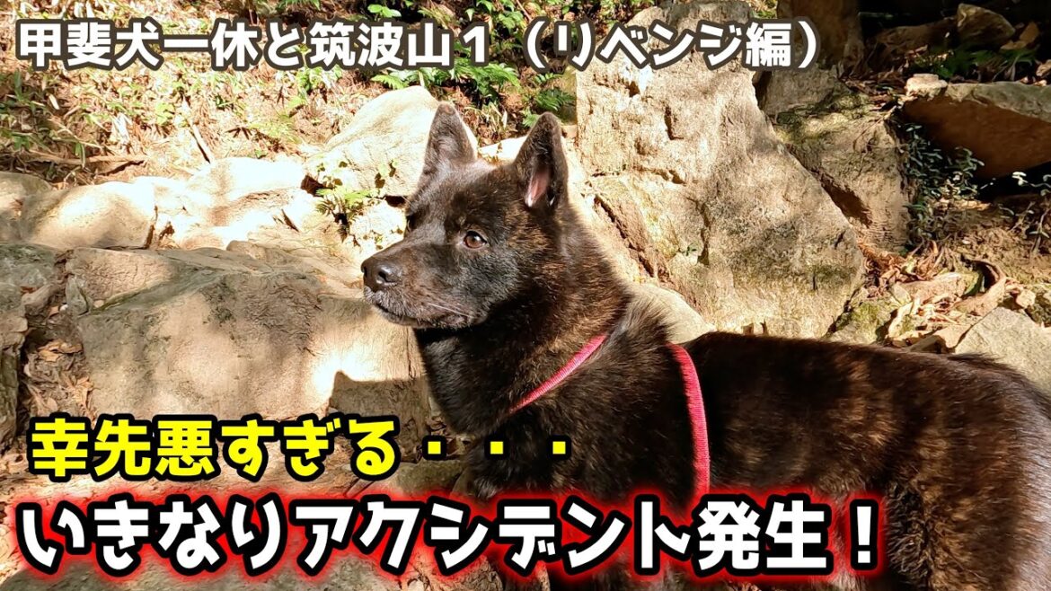 甲斐犬一休と筑波山へリベンジ登山しに行った！【筑波山リベンジャーズ１】【甲斐犬一休と猫のしずく】