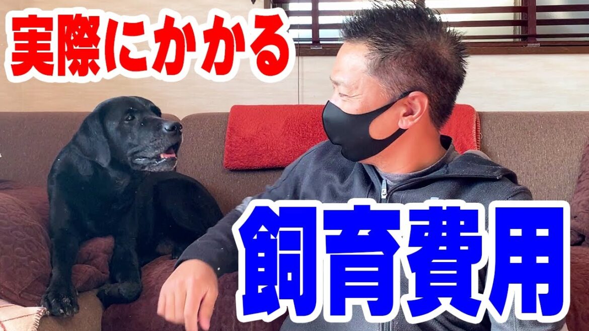 室内犬のリアル！ラブラドールレトリバーを飼う初期費用と飼育費用