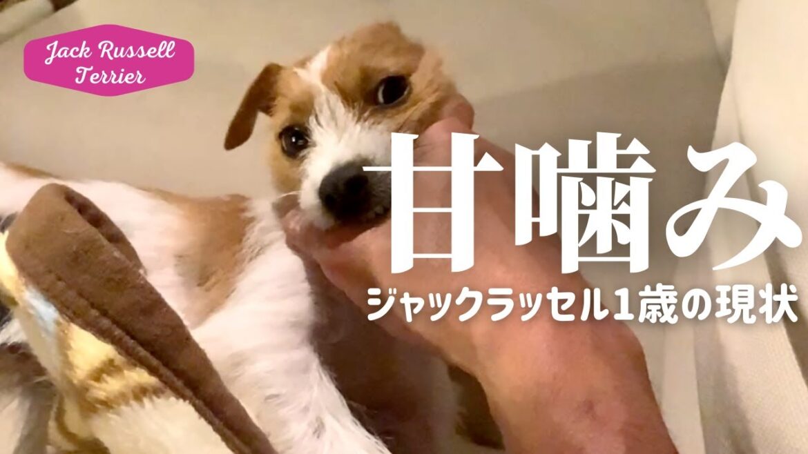子犬の甘噛み〜1歳の現状 ジャックラッセルテリアの女の子マーレ Jack Russell Terrier puppy しつけ 甘噛み 子犬の甘噛み〜1歳の現状 ジャックラッセルテリアの女の子マーレ Jack Russell Terrier puppy しつけ 甘噛み