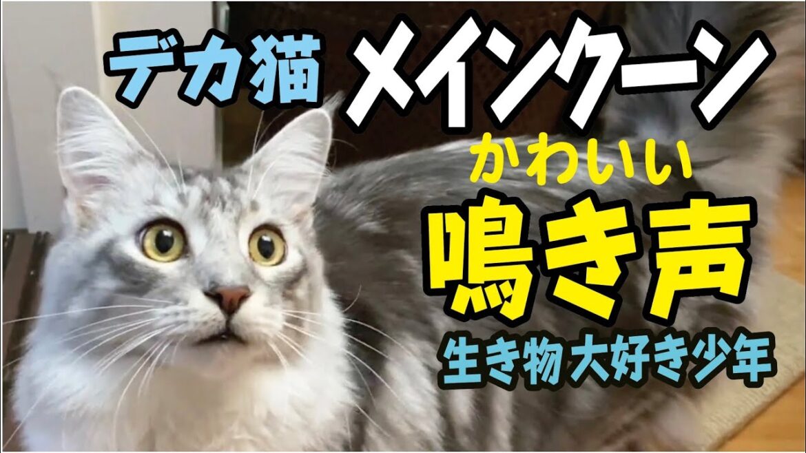 【メインクーン】大型猫のかわいい鳴き声 【メインクーン】大型猫のかわいい鳴き声