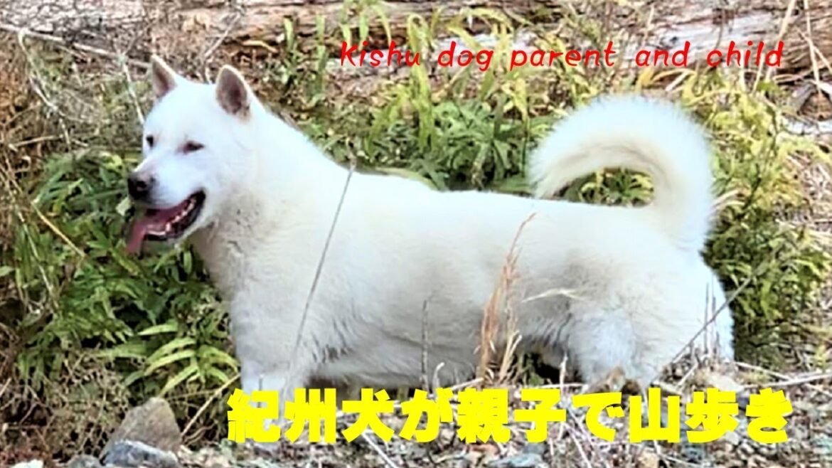 仲良し親子の紀州犬が山散歩です。【Samurai dog TV】