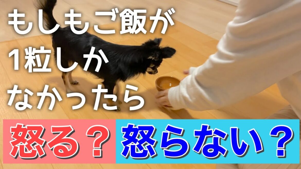 かわいい犬｜ロングコートチワワのウルくん【もしもご飯が一粒しかなかったら｜怒る？/怒らない？】
