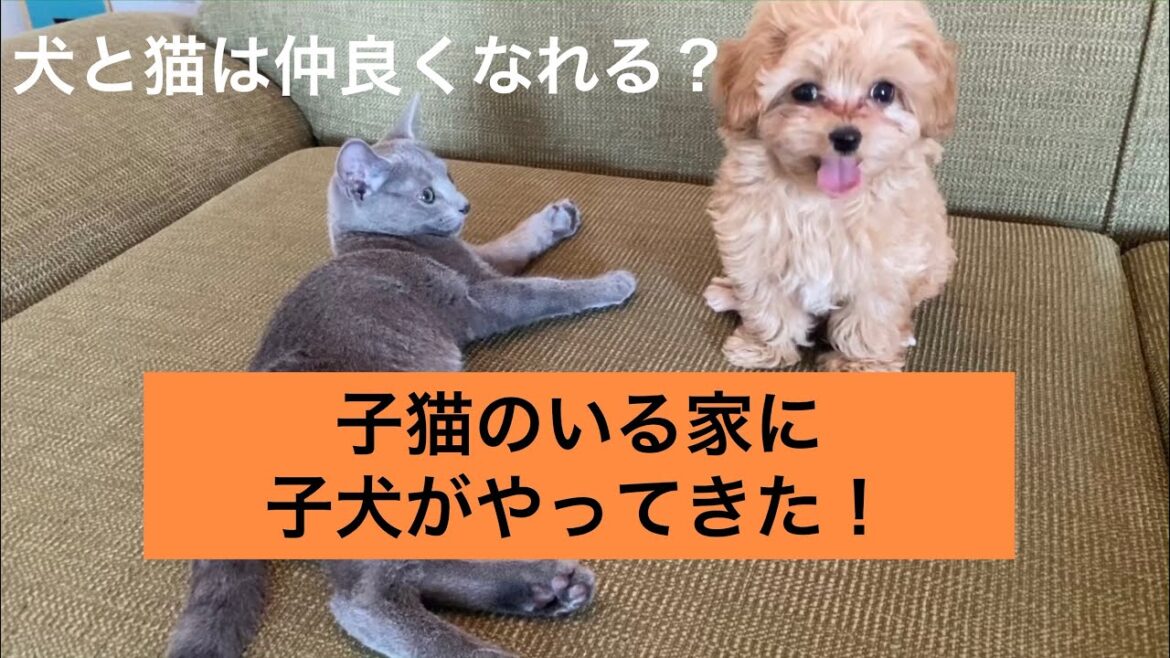 犬と猫は仲良くなれるのか！？【ロシアンブルーとマルプーの出会い　初日】