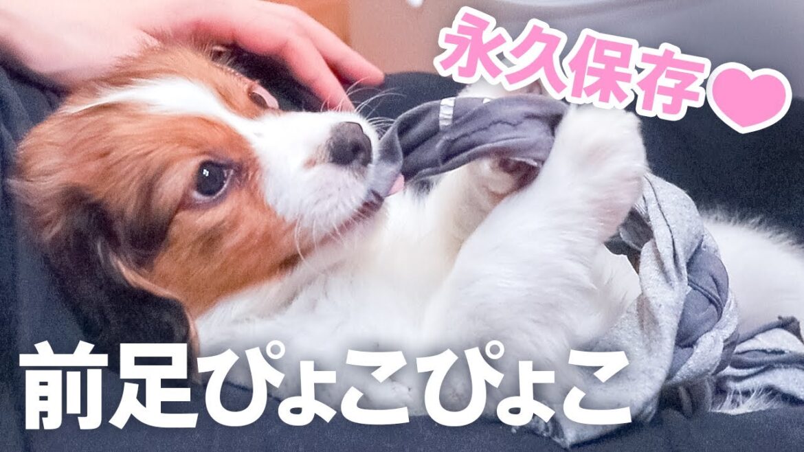 前足ぴょこぴょこが可愛すぎる子犬のコーイケルホンディエ -Kooikerhondje puppy whose forepaw is moving, which looks so cute