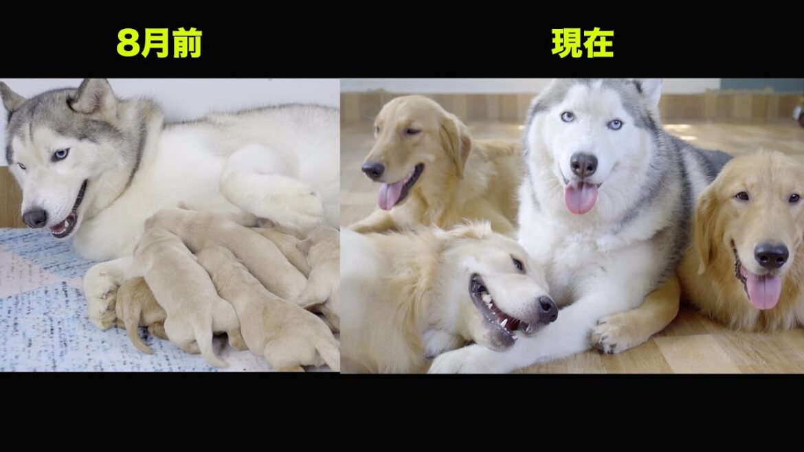 ハスキー犬に育てられたゴールデンレトリバー子犬の8月後にどうなったのか？