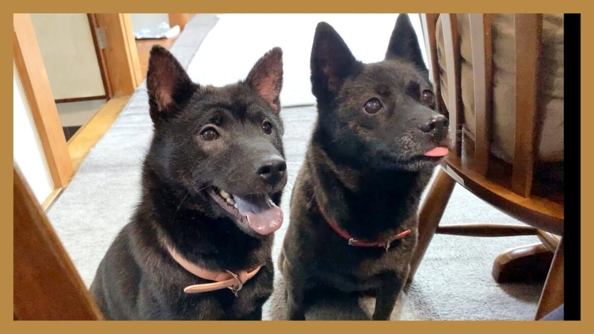 【甲斐犬】飼い主が食べてるご飯がどうしても欲しい2匹のおねだり姿が可愛すぎる…！