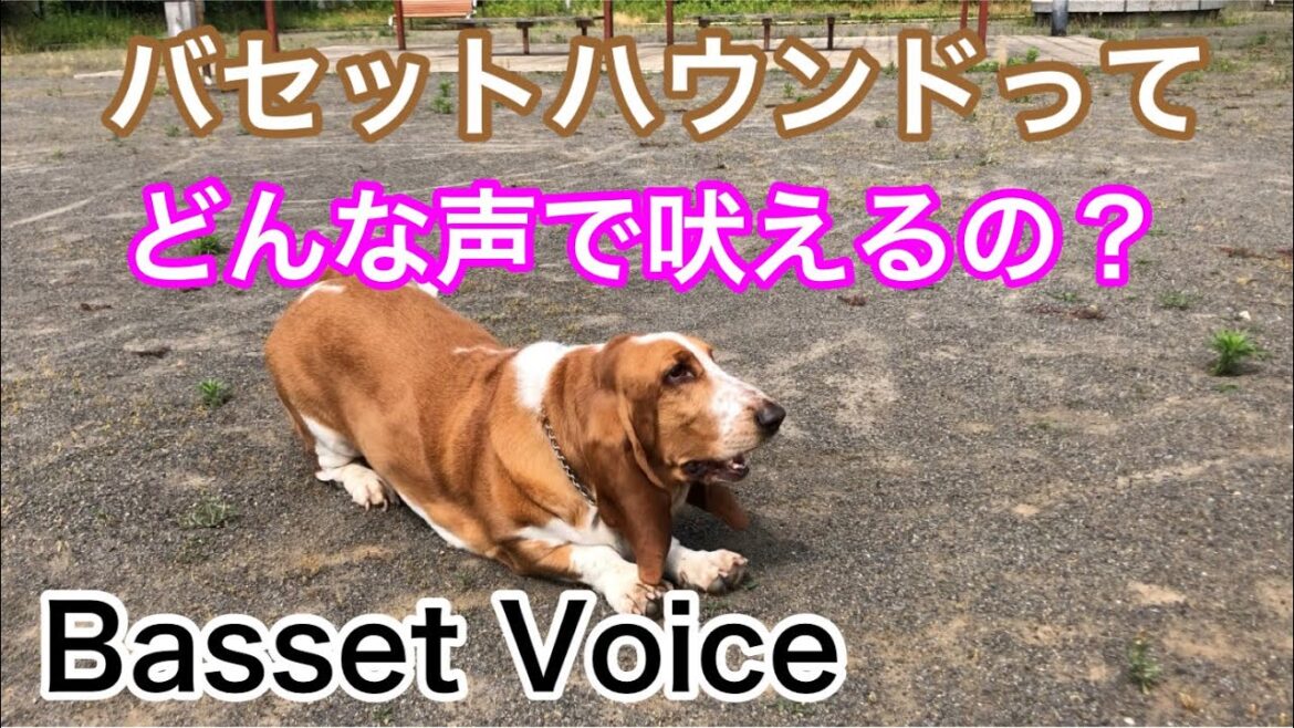犬の鳴き声【バセットハウンドってどんな声？】吠える犬。中型犬 dog barking dog voice