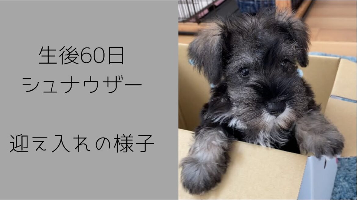 【子犬迎え入れ】ミニチュアシュナウザーのPino（ピノ）くん