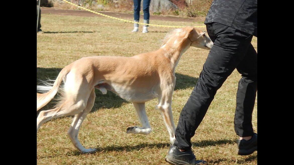 サルーキ　れぴ！白山のドッグショー♪（Saluki)