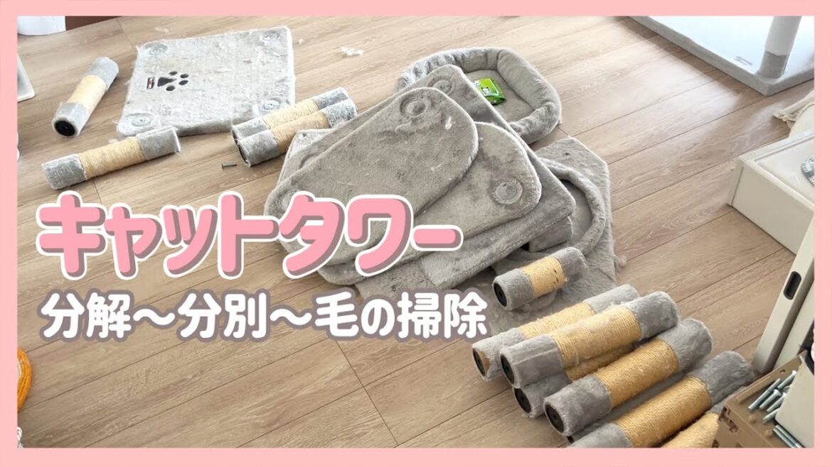 キャットタワーを分解して捨てる動画 ノルウェージャンフォレストキャット