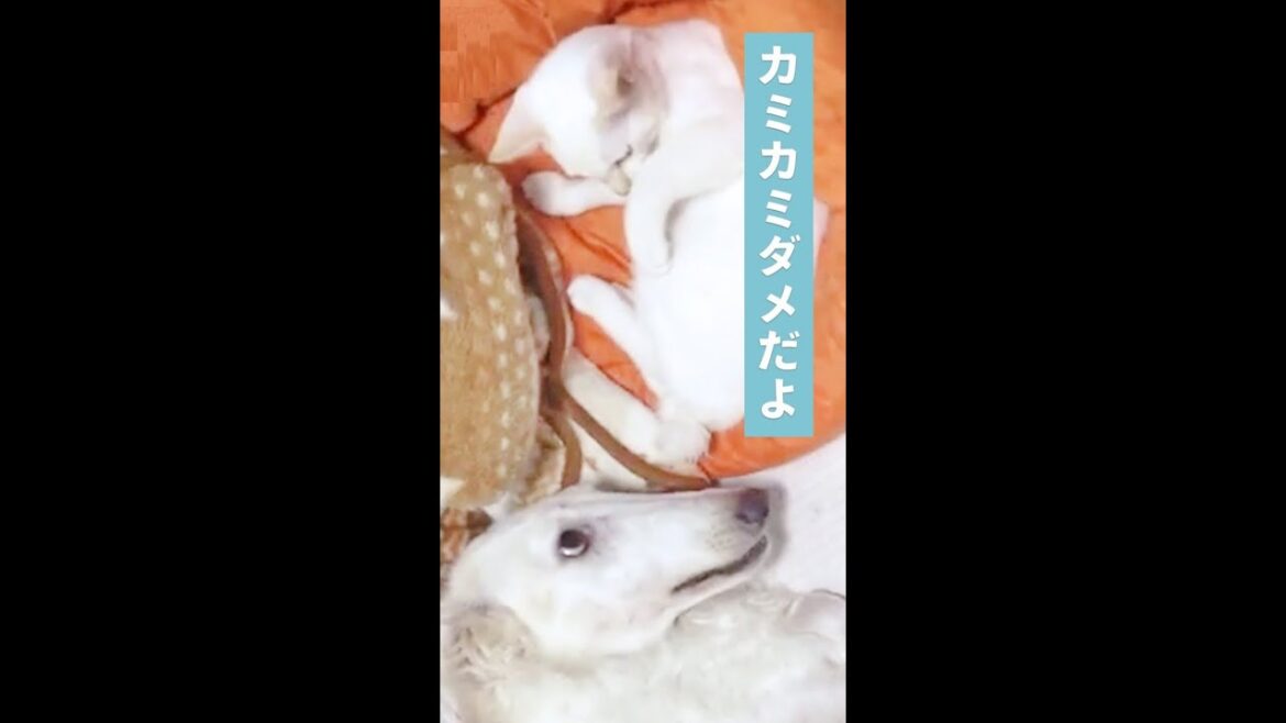 【噛み合い、パンチも飛ぶけれど…】仲良しのボルゾイと猫さんが繰り広げる、ゆる〜いじゃれ合いタイム♪