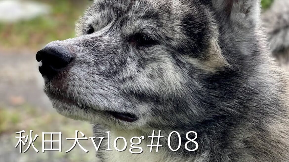 【秋田犬】で、でかい