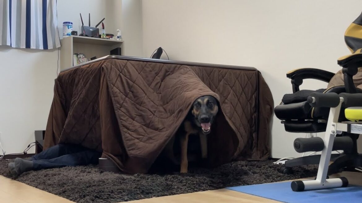 室内で飼ったら寒がりになったジャーマンシェパードのために、冬支度します 室内で飼ったら寒がりになったジャーマンシェパードのために、冬支度します