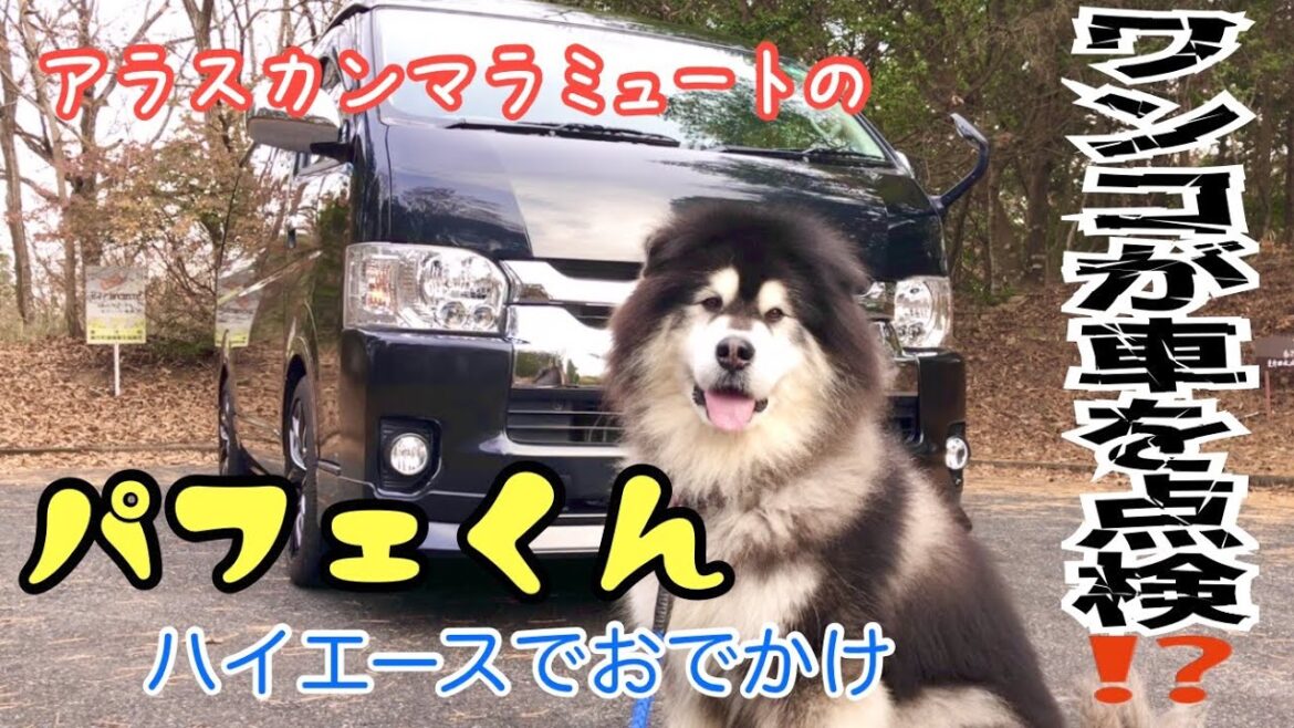 【アラスカンマラミュート】パフェくんの愛車ハイエース　大型ケージ搭載も車中泊もOK!