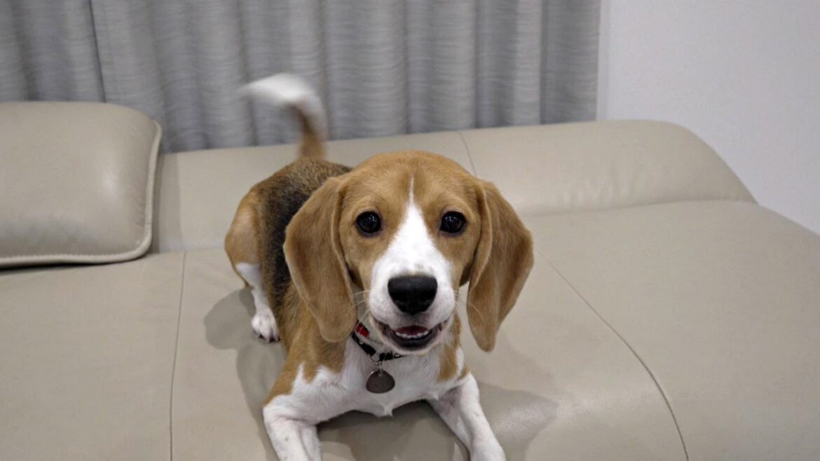 パパが帰ってきて喜んでいるのか不明なビーグル犬