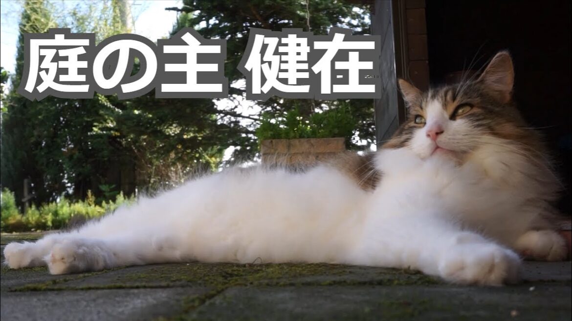 【メインクーン・マロ】夏の終わりの猫