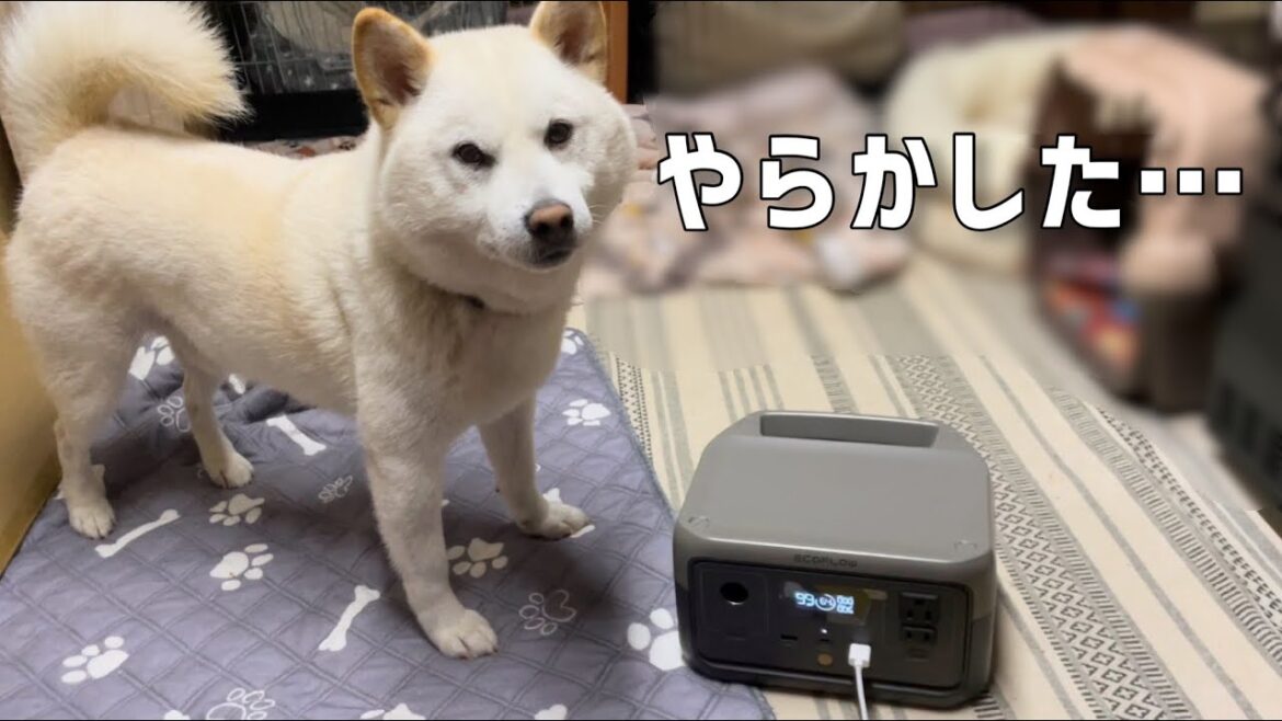 柴犬との生活をさらに快適にするポータブル電源は優秀です！