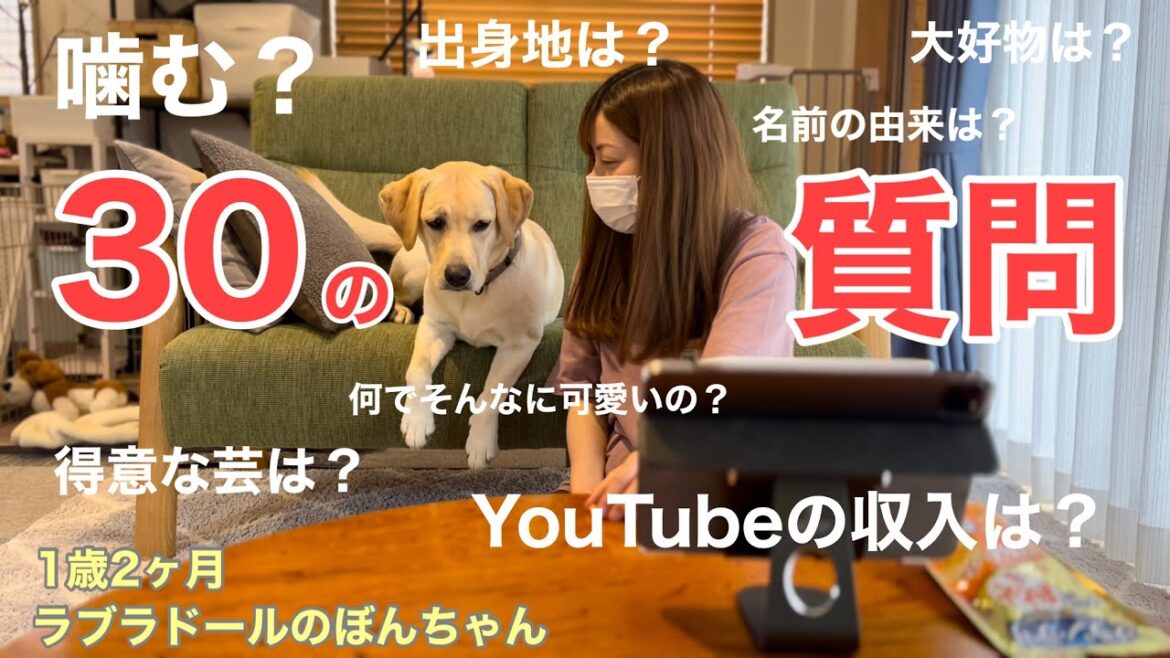 【ラブラドール#59】もっと知ってー♪ぼんちゃんへの30の質問!ラブラドールレトリバー labrador retriever 大型犬  YouTube収益 質問コーナー 【ラブラドール#59】もっと知ってー♪ぼんちゃんへの30の質問!ラブラドールレトリバー labrador retriever 大型犬  YouTube収益 質問コーナー