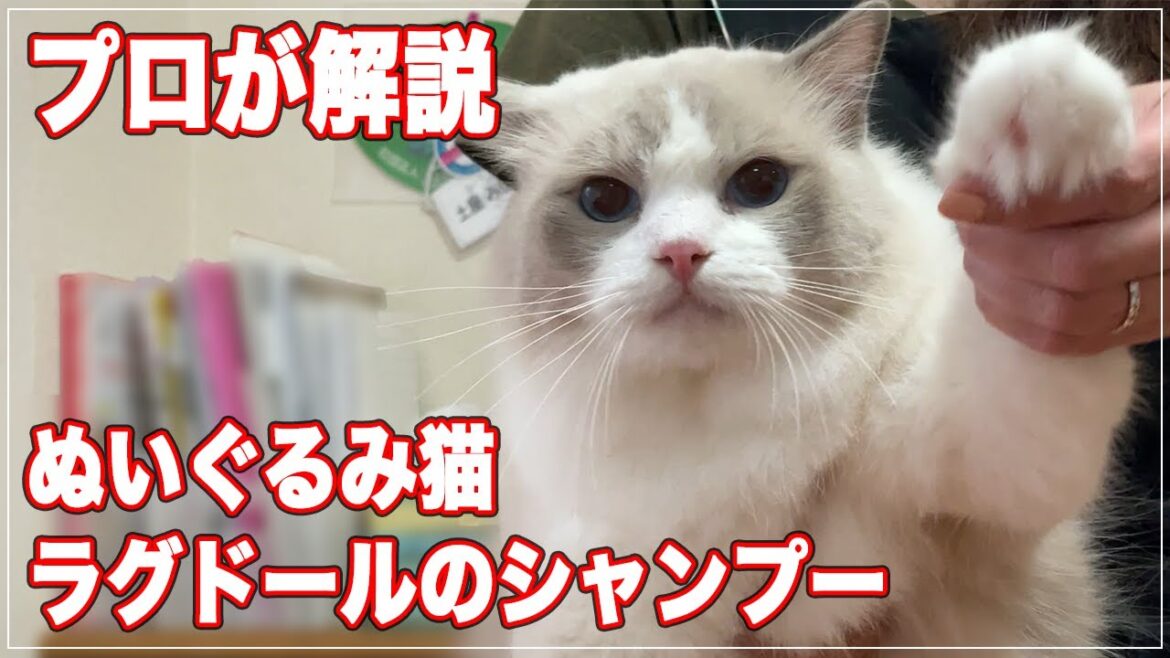 【ラグドール】プロのキャットグルーマーがラグドールのシャンプーを徹底解説【シャンプー】