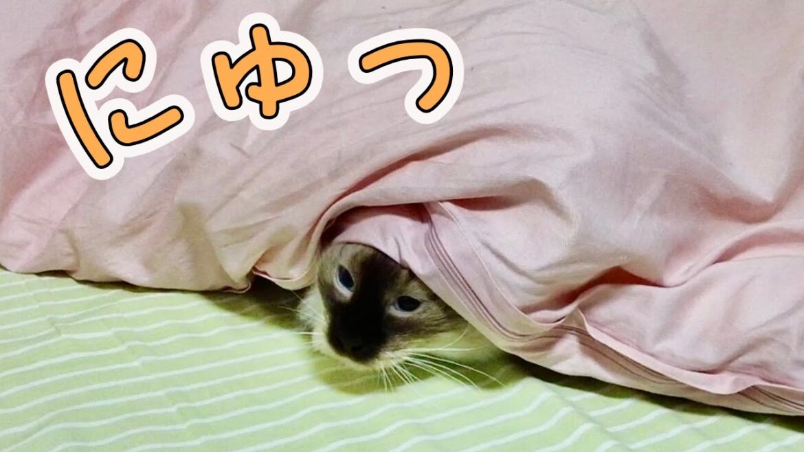 猫が不思議な行動をしてきますねぇ【バーマン】