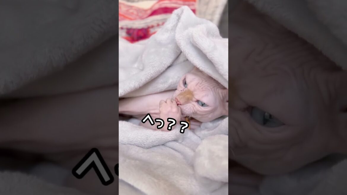 うちのスフィンクス猫ですが何かがおかしいんです... #shorts